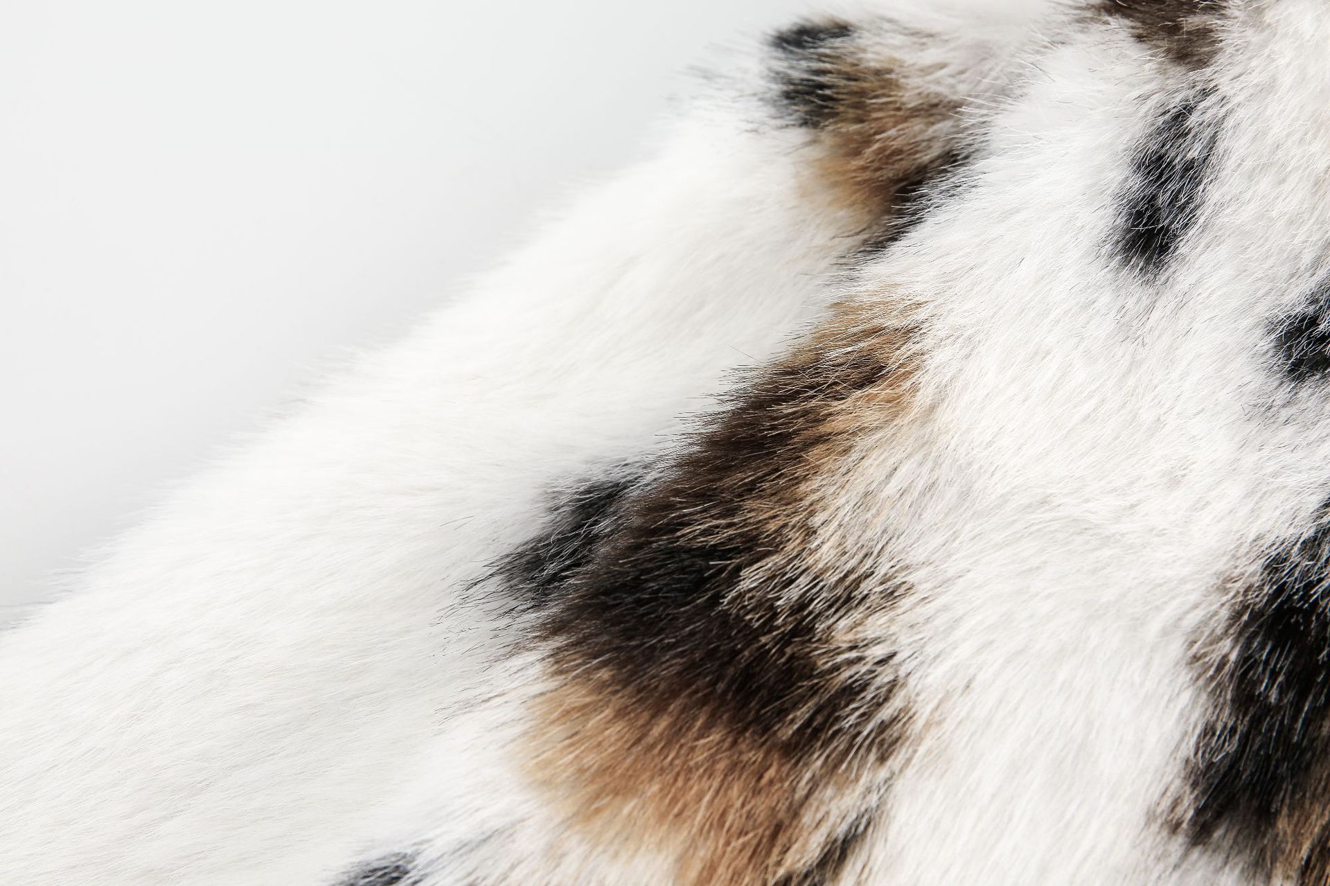 Dalmatian style fur coat model DD